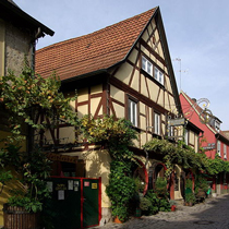 House vines in Sommerhausen