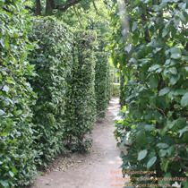 Garden tours - Hornbeam hedges